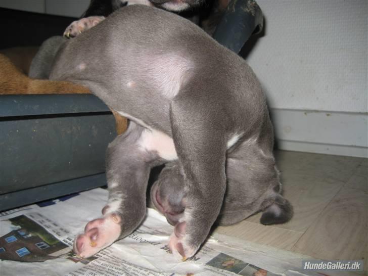 Amerikansk staffordshire terrier Bluebell - bluebell sover trykt billede 1