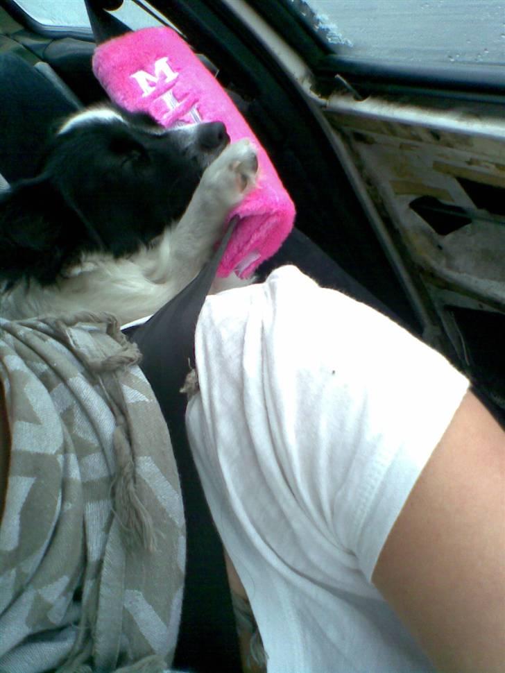 Blanding af racer Bixy Pixi - Sån sover man bedst når man er ude og køre med mor. ;) billede 18