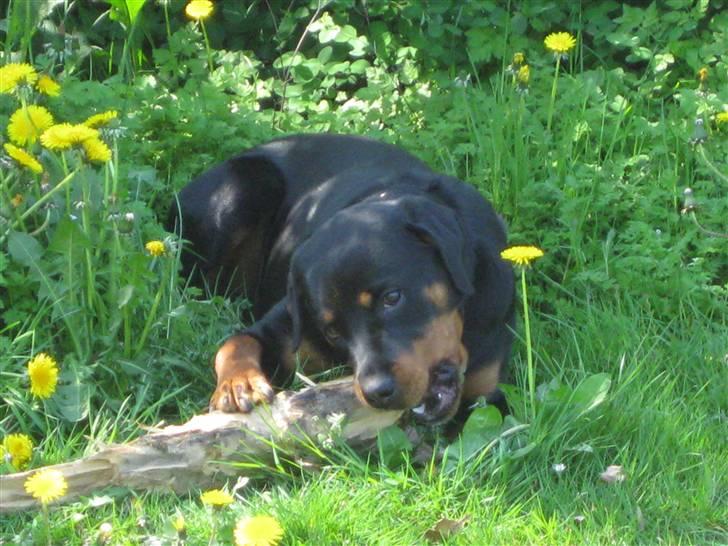 Rottweiler Bella billede 14