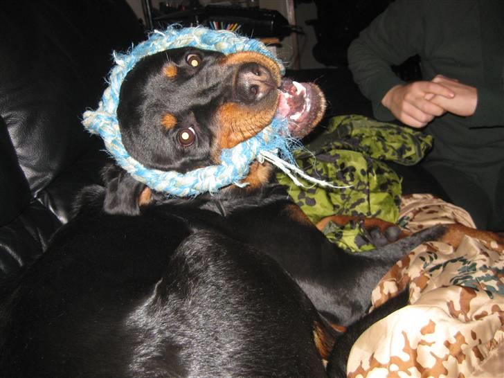Rottweiler Bella - Legesyg :-D billede 15