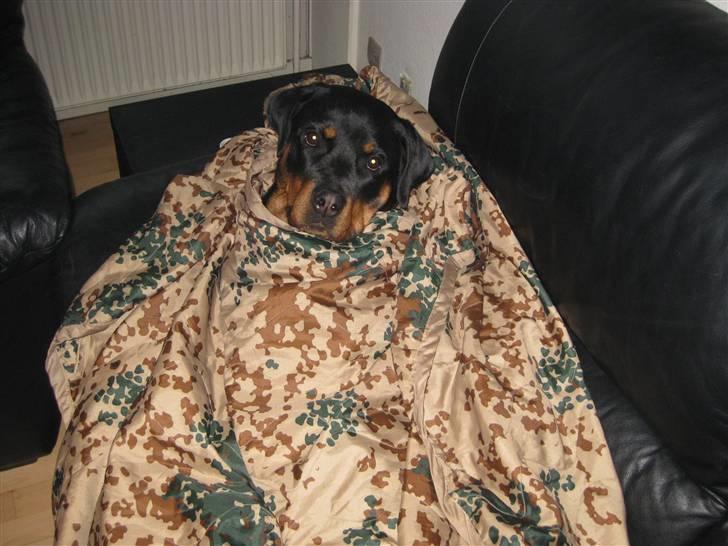 Rottweiler Bella billede 16