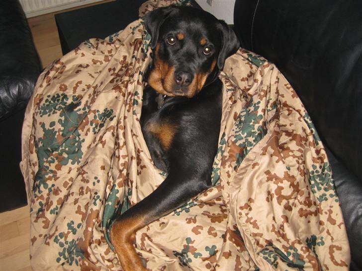 Rottweiler Bella - Divaen putter :-) billede 17