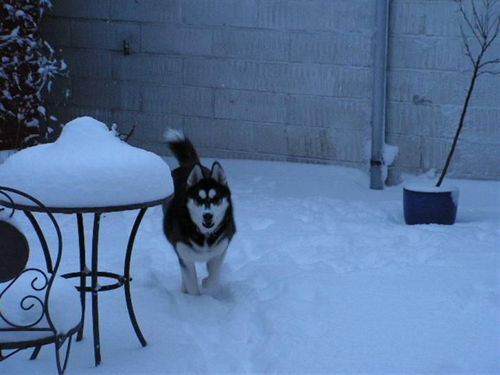 Siberian husky Dina - Dina fandt hurtigt ud af, at sneen er rigtig sjov og dejlig. billede 18