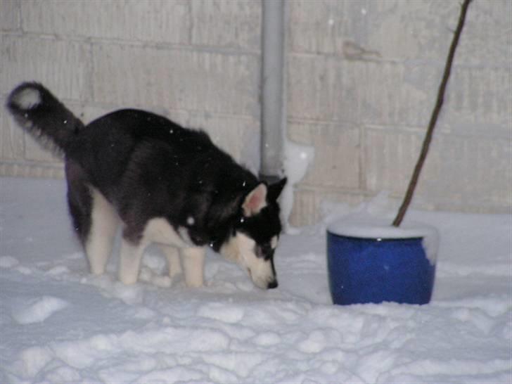 Siberian husky Dina - Hvor skal man besørge i dette hvide kolde noget ??? billede 19