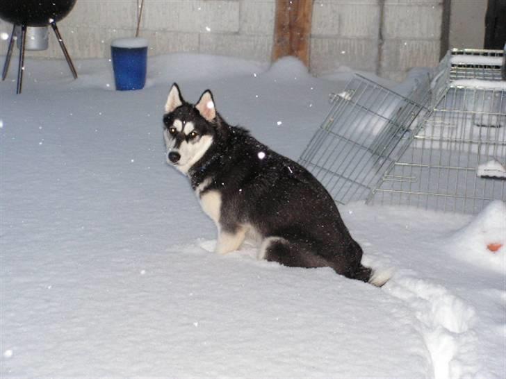 Siberian husky Dina - Dinas første sne - lidt betuttet billede 20