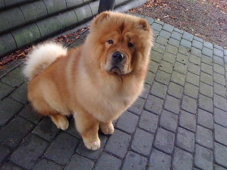 Chow chow Stagebo's X-Factor(Magnus - Magnus på hans 1. års fødselsdag, på besøg hos bedsteforældrene ;) billede 9