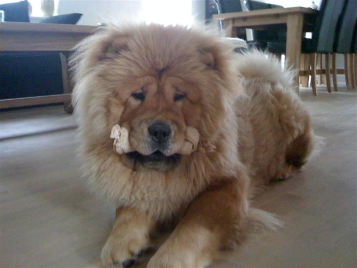 Chow chow Stagebo's X-Factor(Magnus billede 10