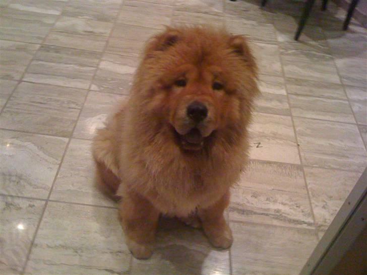 Chow chow Stagebo's X-Factor(Magnus billede 12