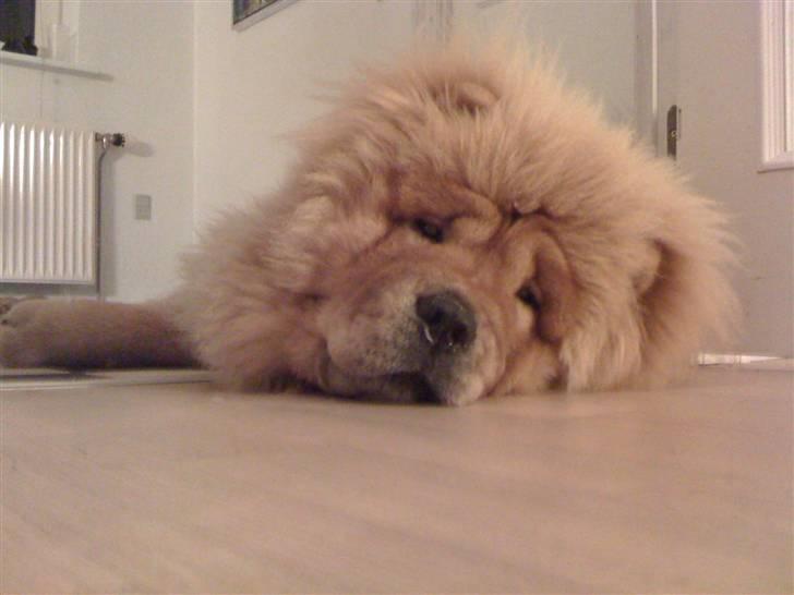 Chow chow Stagebo's X-Factor(Magnus - Go´ morn´.. billede 13