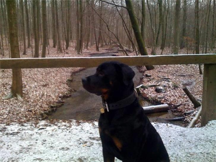 Rottweiler Ernst billede 13