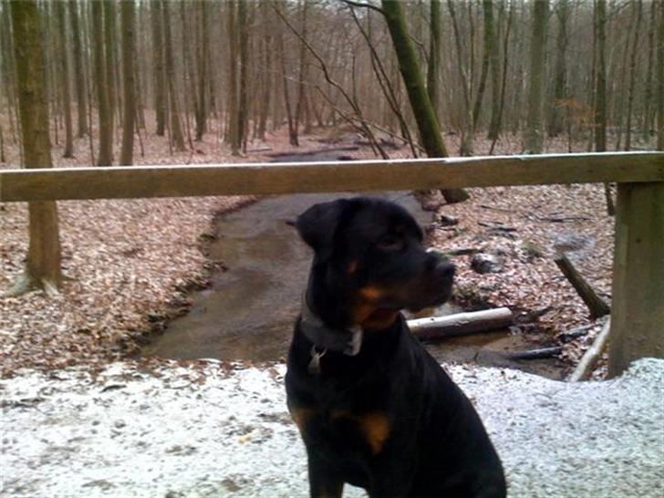 Rottweiler Ernst billede 14