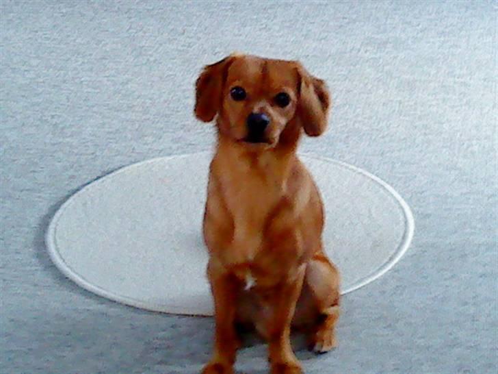 Blanding af racer Buster billede 2