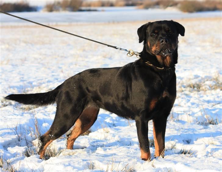 Rottweiler Fattiggården's Gracie *død* billede 8