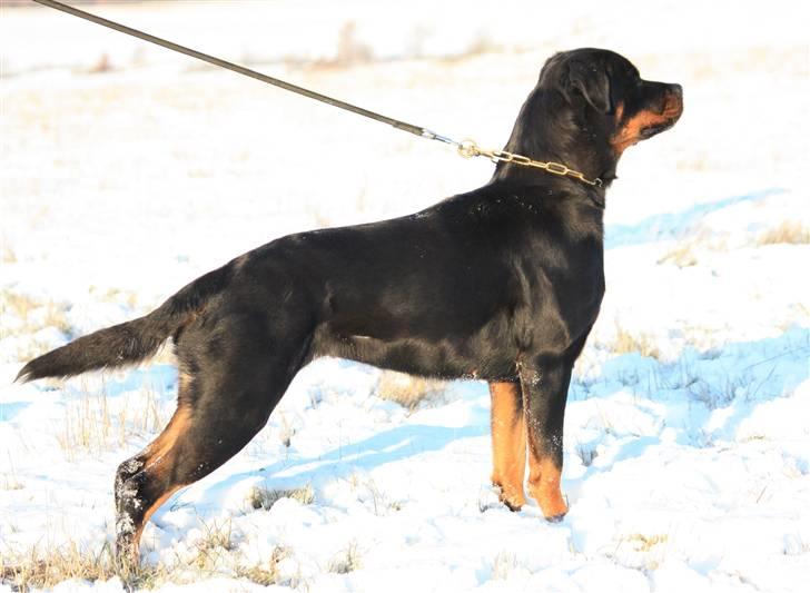 Rottweiler Fattiggården's Gracie *død* billede 9