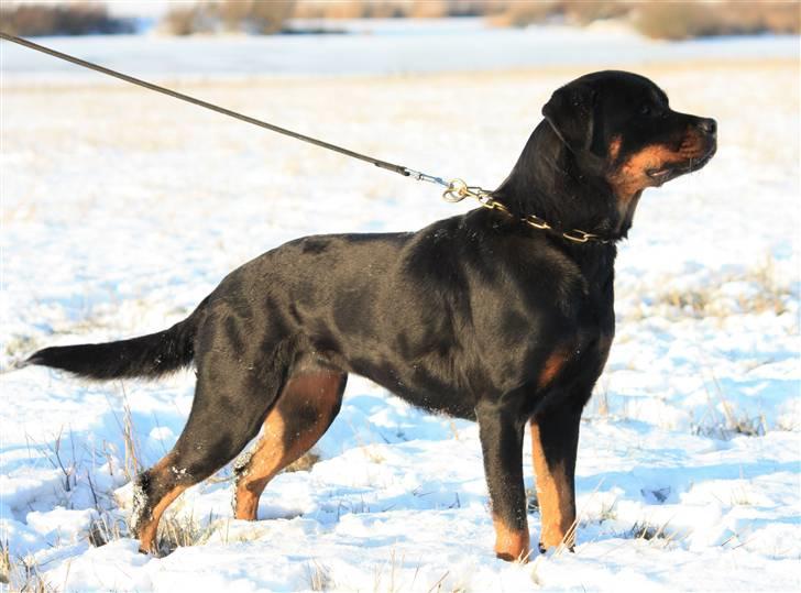 Rottweiler Fattiggården's Gracie *død* billede 10