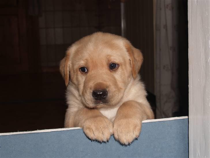 Blanding af racer Luckie - Hej lillemand :D ! billede 6