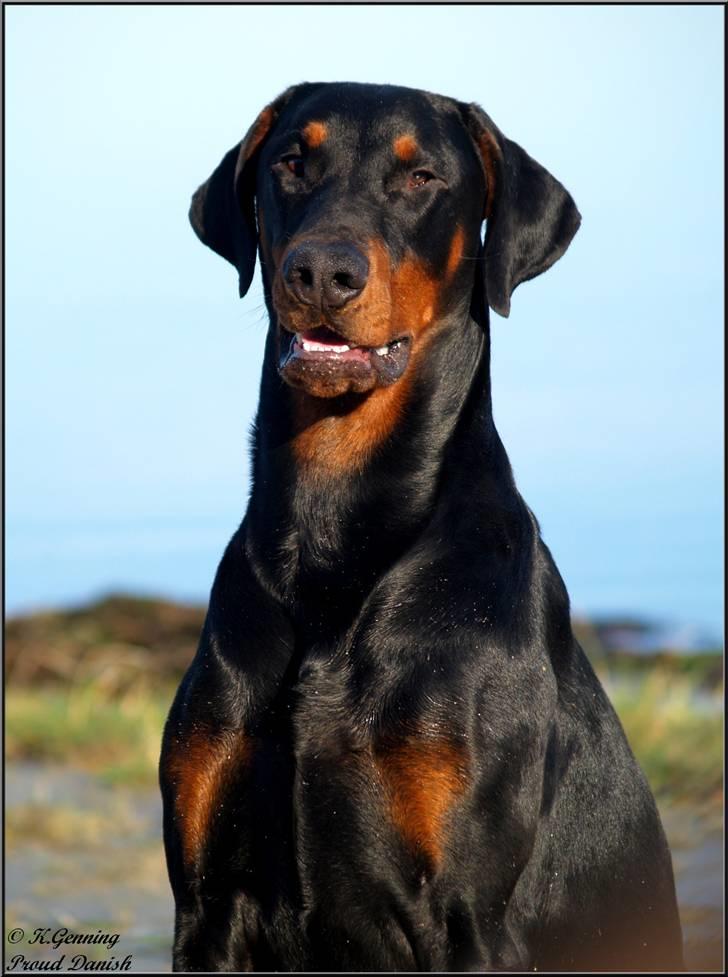 Dobermann Mighty Triton V Masterhof - Triton 1 år billede 1