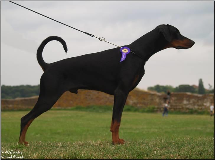 Dobermann Mighty Triton V Masterhof - Vordingborg 2010 Excellente 1 billede 8