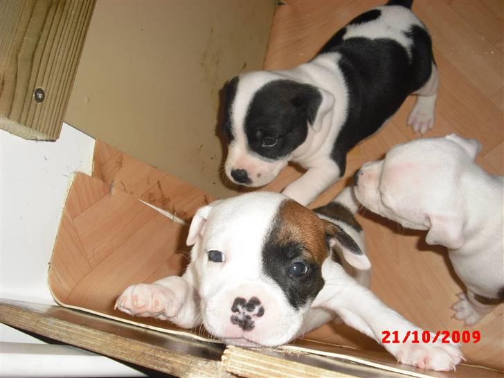 Staffordshire bull terrier Ozzy billede 1