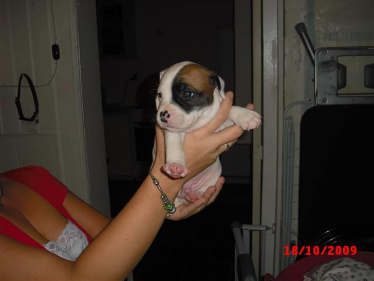 Staffordshire bull terrier Ozzy billede 2