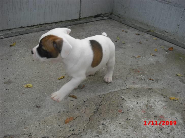Staffordshire bull terrier Ozzy billede 3