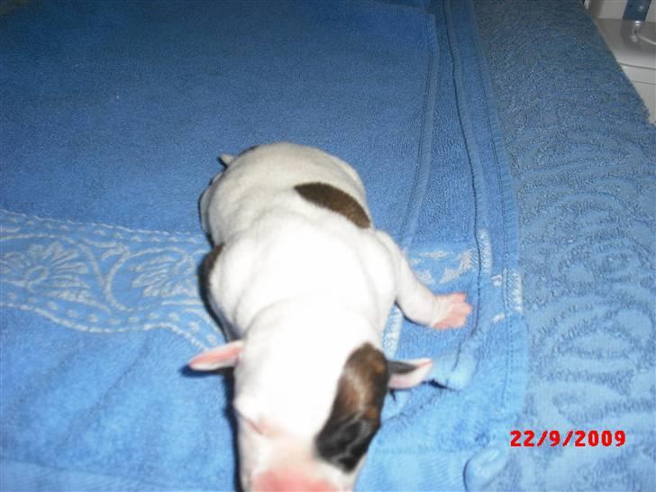 Staffordshire bull terrier Ozzy billede 4