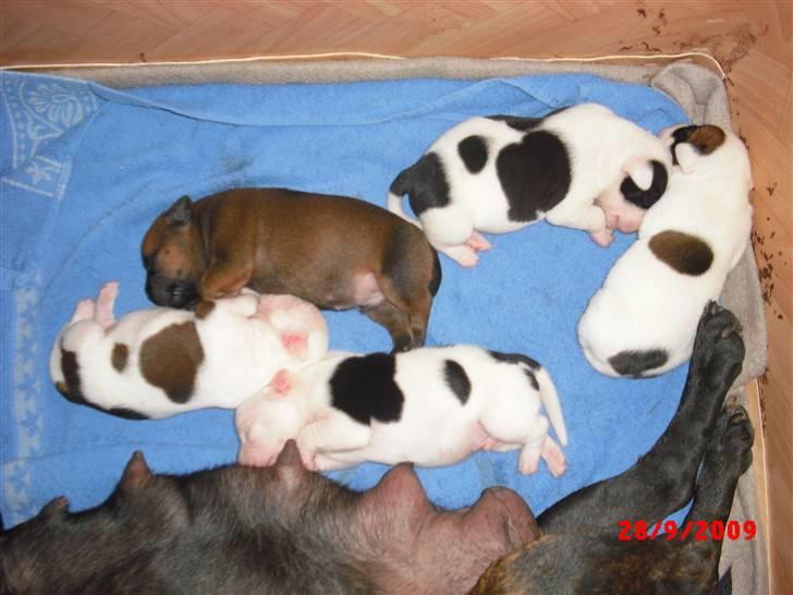 Staffordshire bull terrier Ozzy billede 5