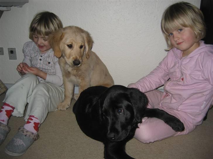 Golden retriever bamse - Mig, Milo og vores tøser. billede 6