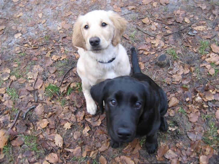Golden retriever bamse - Det er Milo min bedste ven. billede 7