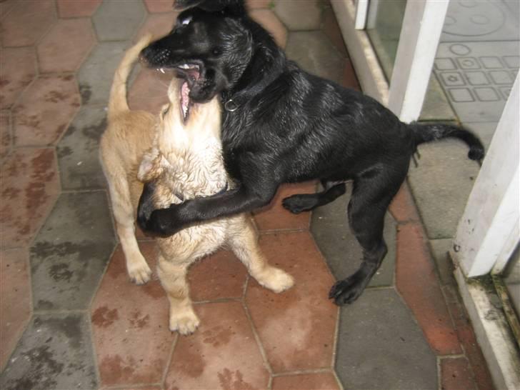 Golden retriever bamse - Kalder man det en krammer? billede 8