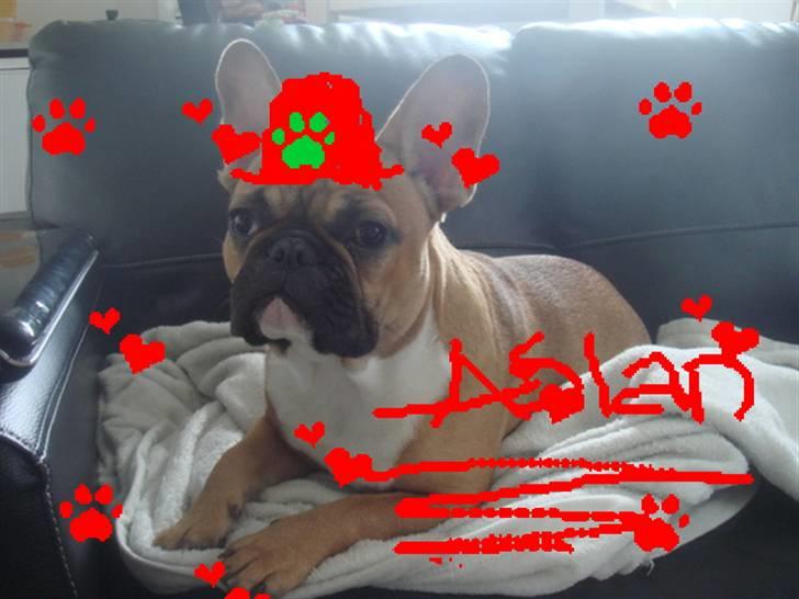 Fransk bulldog Aslan - S.O.S rescue. billede 1