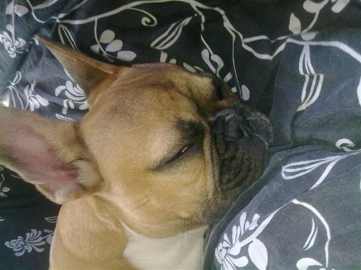 Fransk bulldog Aslan billede 2