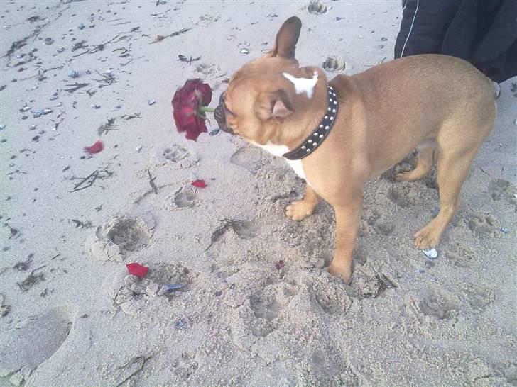 Fransk bulldog Aslan - så romantisk at fri på stranden <3 billede 3