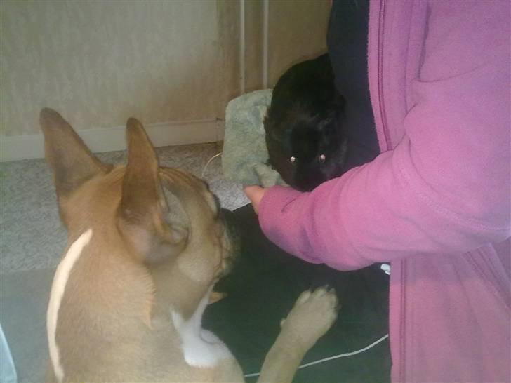 Fransk bulldog Aslan billede 4