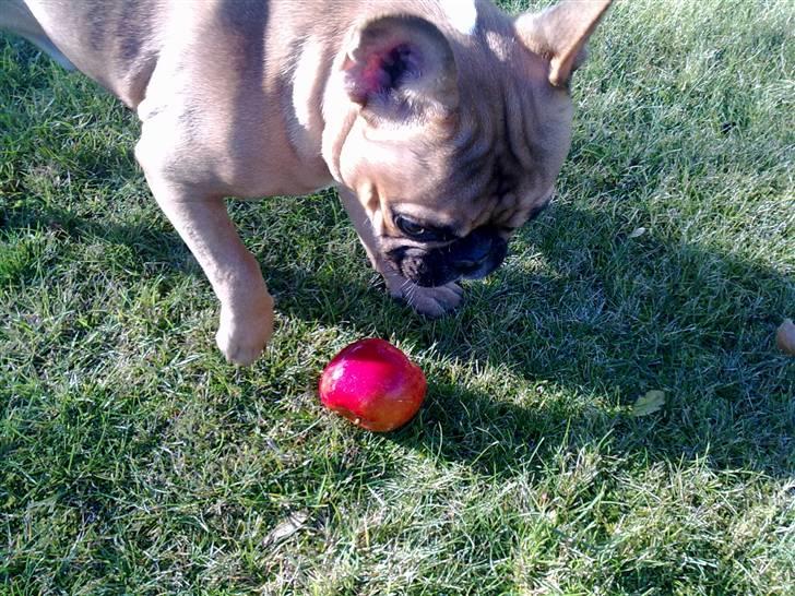 Fransk bulldog Aslan billede 5