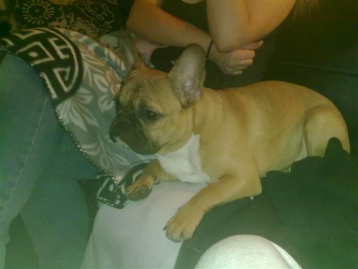 Fransk bulldog Aslan billede 6