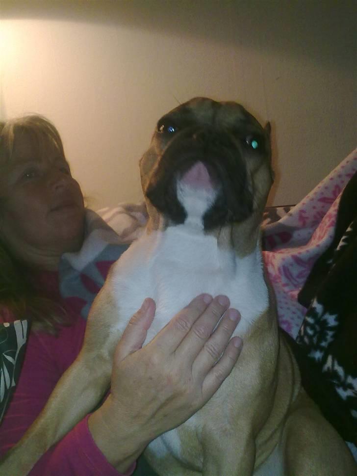 Fransk bulldog Aslan - Aslan med sin mormor :)  billede 7