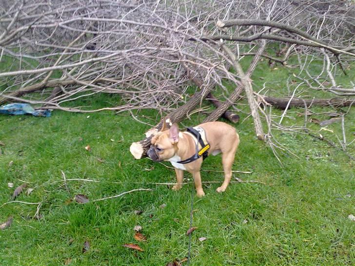 Fransk bulldog Aslan billede 8