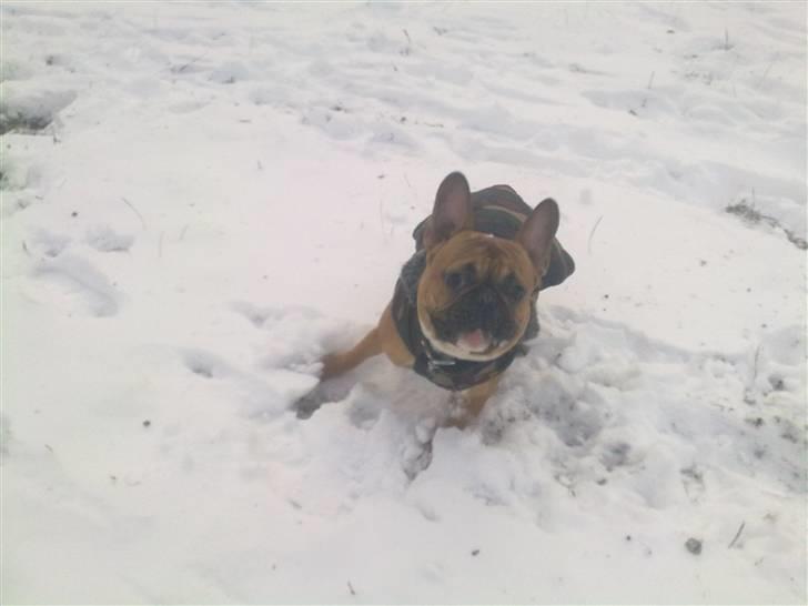 Fransk bulldog Aslan billede 9