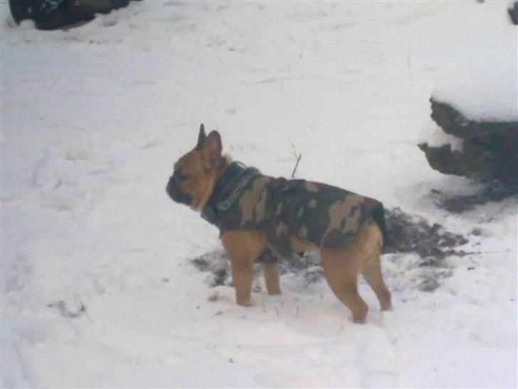 Fransk bulldog Aslan billede 10