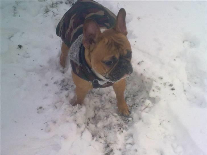 Fransk bulldog Aslan - Bare alt for skønt med snevejr billede 11