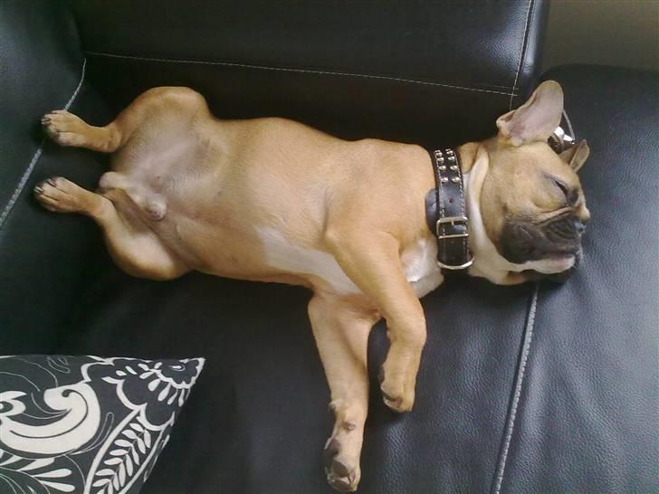 Fransk bulldog Aslan - Der intet som at daze på sofaen :) billede 12