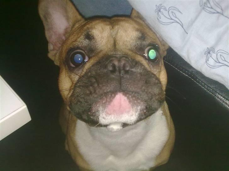 Fransk bulldog Aslan billede 13