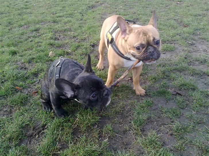 Fransk bulldog Aslan - I parken billede 14