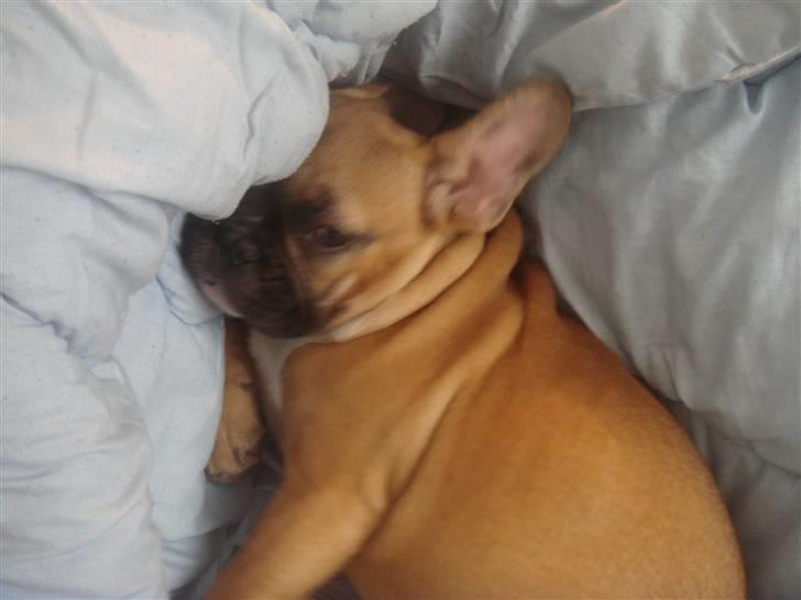 Fransk bulldog Aslan billede 15