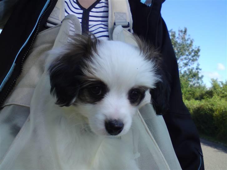 Phalene Canto billede 16