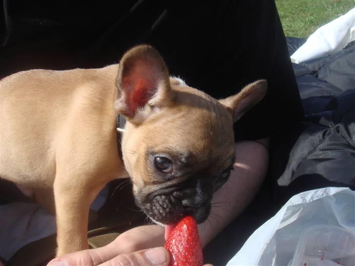 Fransk bulldog Aslan - Aslans første tur i parken ca 10 uger gammel  billede 16