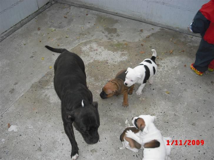 Staffordshire bull terrier Ozzy billede 6