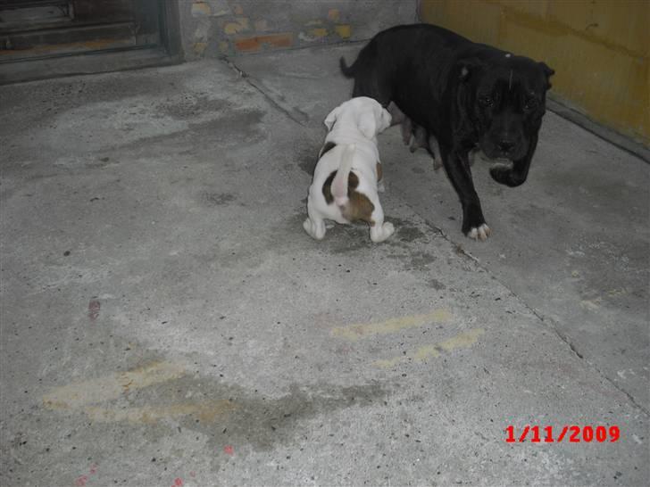 Staffordshire bull terrier Ozzy billede 7