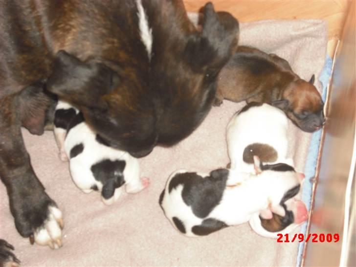 Staffordshire bull terrier Ozzy billede 8